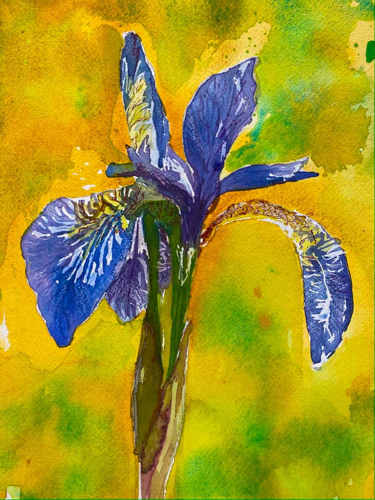 Iris